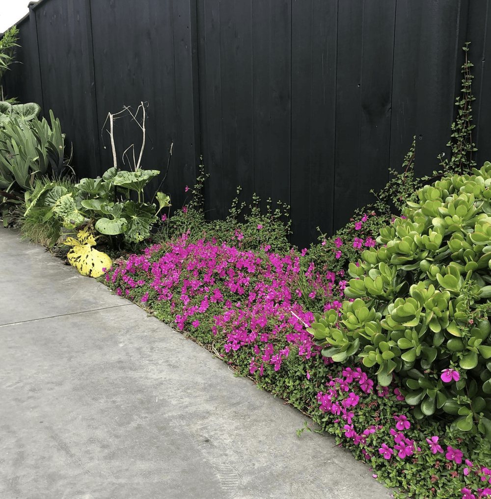 Garden bed with colourful flowers next to a tall black wooden fence
