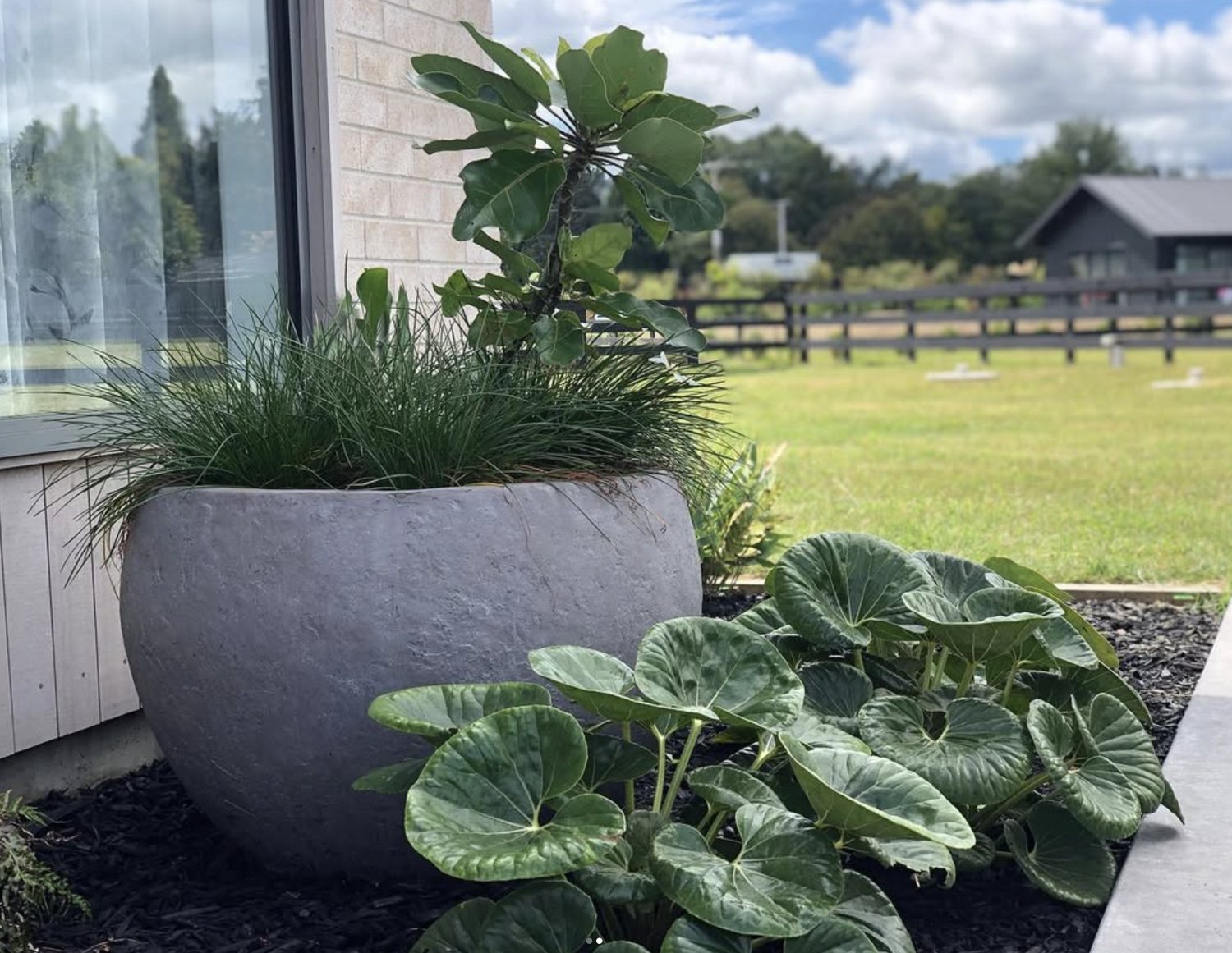 Large concrete planter with ornamental grasses and rounded ligularia leaves beside a modern home, with a grassed paddock and black fence beyond