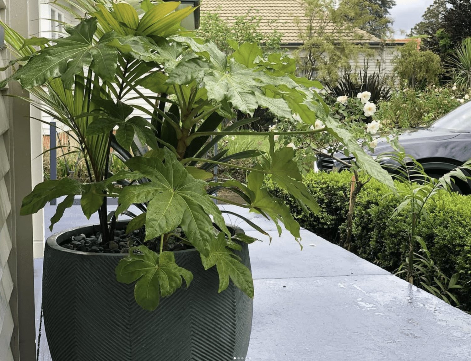 Large potted plant with broad green leaves on a porch