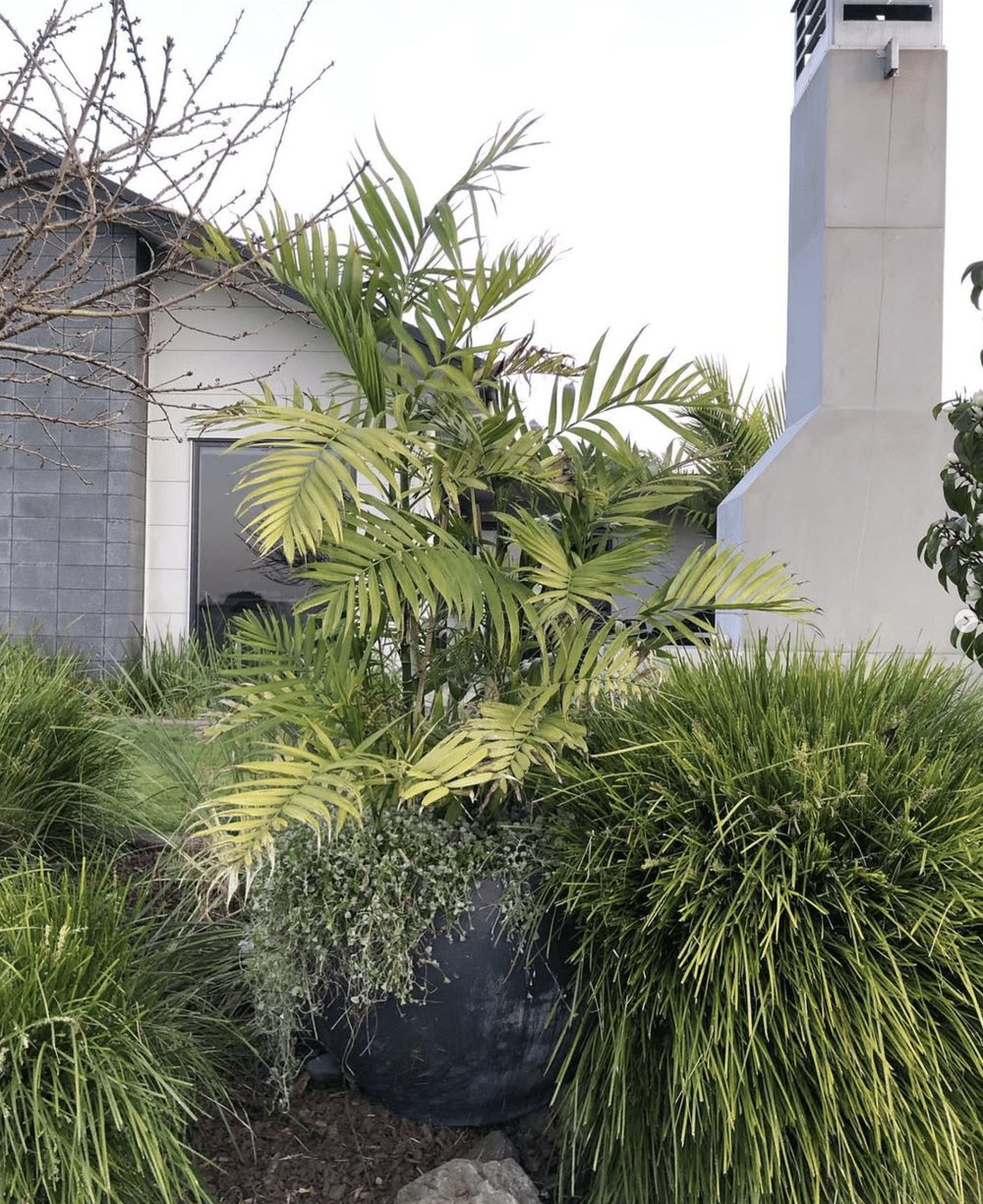 Small garden with a palm and ornamental grasses in front of a modern house